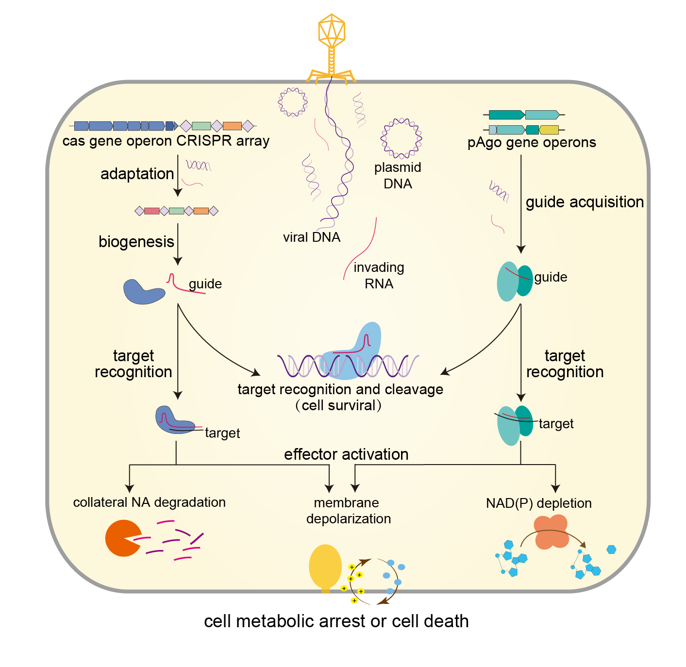 图1  CRISPR-Cas和原核Ago系统的作用模式